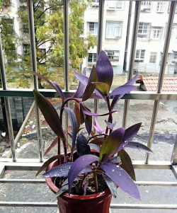 小众送妈妈的花有哪些花