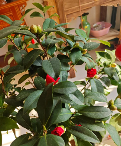 小众送妈妈的花有哪些花