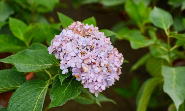 小众送妈妈的花有哪些花