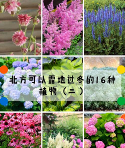 小众送妈妈的花有哪些花