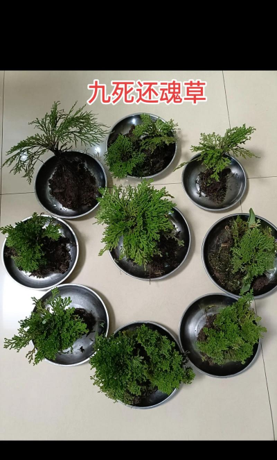 小众送妈妈的花有哪些花