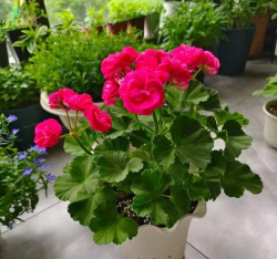 小众送妈妈的花有哪些花