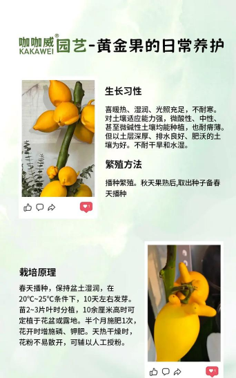小众送妈妈的花有哪些花