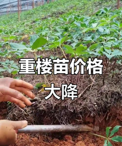 重楼种苗价格