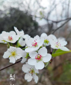 梨花的样子