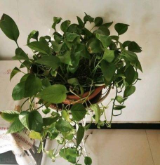 小众送妈妈的花有哪些花