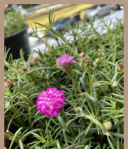 小众送妈妈的花有哪些花