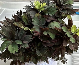 小众送妈妈的花有哪些花