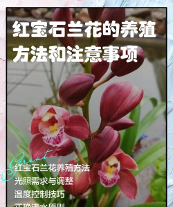 小众送妈妈的花有哪些花