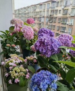 小众送妈妈的花有哪些花