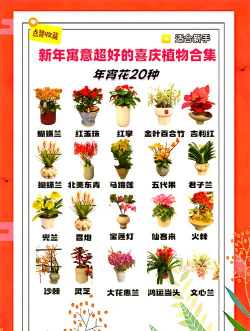 小众送妈妈的花有哪些花