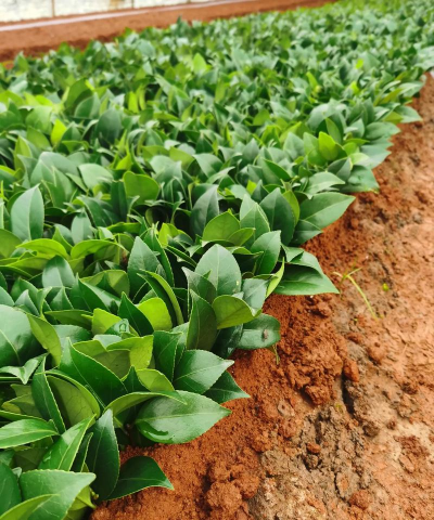 茶梅扦插剪什么样枝条