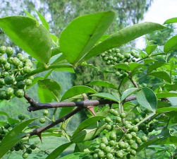 小众送妈妈的花有哪些花