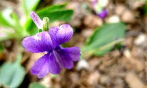 小众送妈妈的花有哪些花