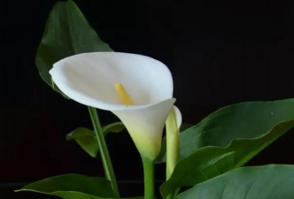 小众送妈妈的花有哪些花