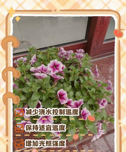 小众送妈妈的花有哪些花