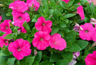 小众送妈妈的花有哪些花