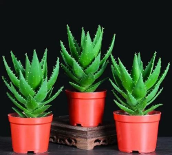 小众送妈妈的花有哪些花