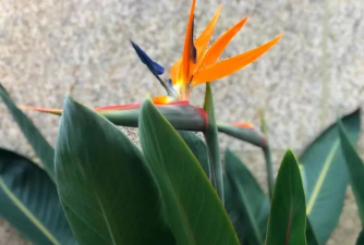 小众送妈妈的花有哪些花