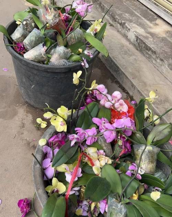 小众送妈妈的花有哪些花