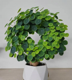 小众送妈妈的花有哪些花