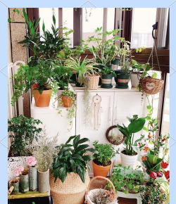 小众送妈妈的花有哪些花