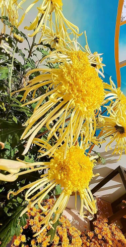 小众送妈妈的花有哪些花