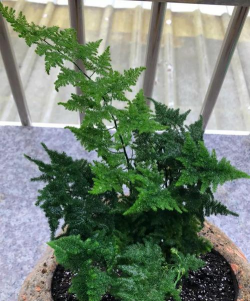 小众送妈妈的花有哪些花