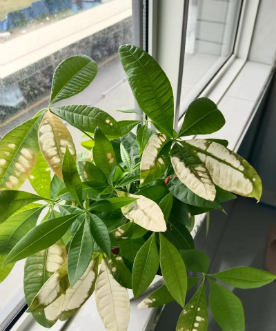 小众送妈妈的花有哪些花