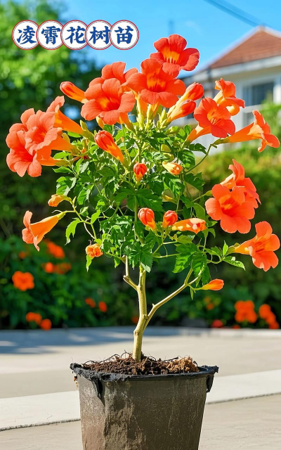 小众送妈妈的花有哪些花