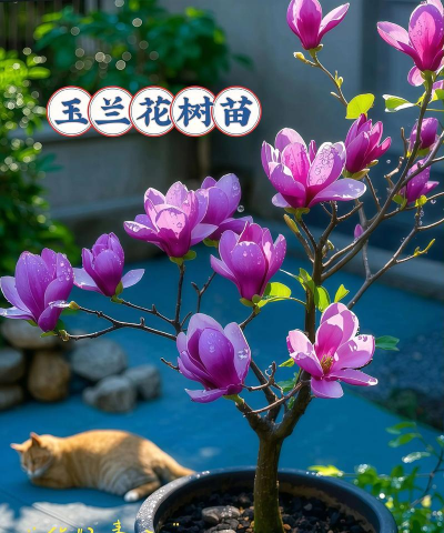 小众送妈妈的花有哪些花