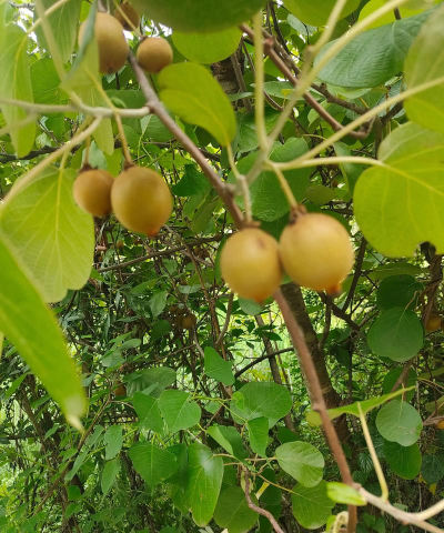 小众送妈妈的花有哪些花