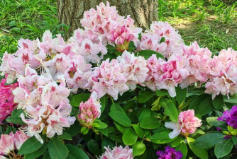 小众送妈妈的花有哪些花