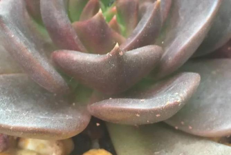 小众送妈妈的花有哪些花