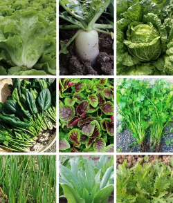 小众送妈妈的花有哪些花