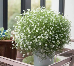 小众送妈妈的花有哪些花