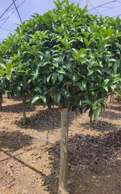 小众送妈妈的花有哪些花