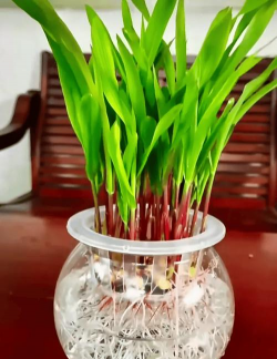 小众送妈妈的花有哪些花