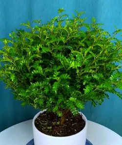 小众送妈妈的花有哪些花