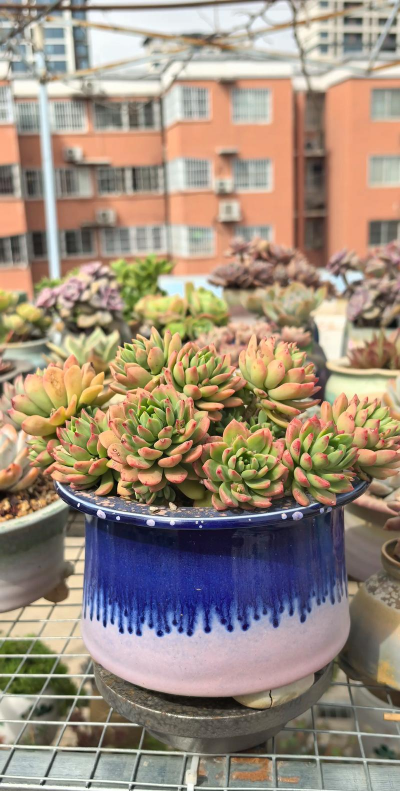 小众送妈妈的花有哪些花