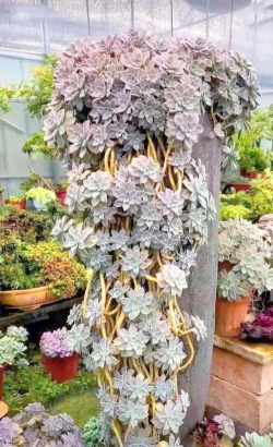 小众送妈妈的花有哪些花