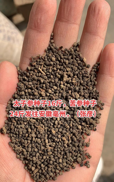 太子参种子多少一斤