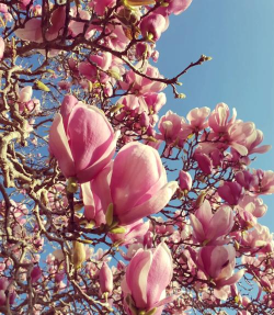 小众送妈妈的花有哪些花