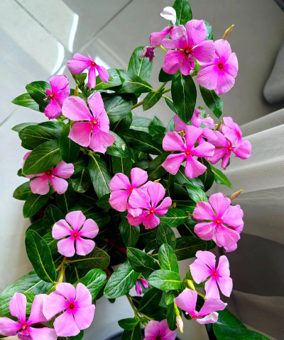 小众送妈妈的花有哪些花