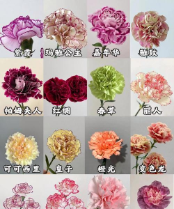 小众送妈妈的花有哪些花