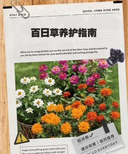 小众送妈妈的花有哪些花