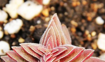 小众送妈妈的花有哪些花