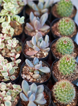 小众送妈妈的花有哪些花