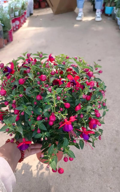 小众送妈妈的花有哪些花