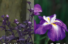 小众送妈妈的花有哪些花